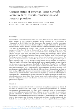 Current status of Peruvian Terns Sternula lorata in Perú