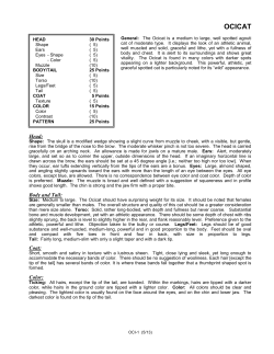 Ocicat Breed Standard