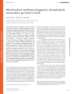 Mitochondrial membrane biogenesis: phospholipids and proteins go