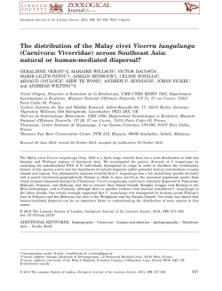 The distribution of the Malay civet Viverra