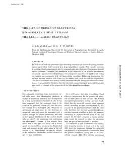 the site of origin of electrical responses in visual cells of