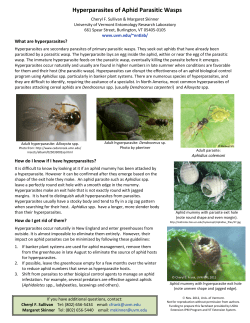 Hyperparasites of Aphid Parasitic Wasps