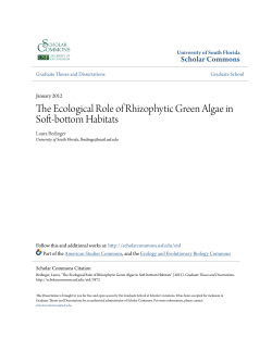 The Ecological Role of Rhizophytic Green Algae in Soft