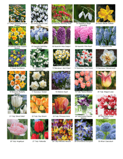01 Large Flowering Crocus Mixture 02 Crocus Specie Lady Killer 03