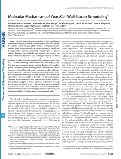 Molecular Mechanisms of Yeast Cell Wall Glucan Remodeling*