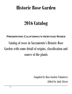 Catalog - Cemetery Rose