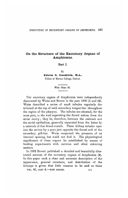 On the.Structure of the Excretory Organs of Amphioxus.