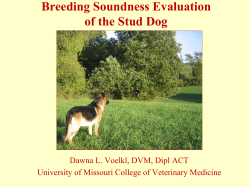 Evaluation of the Male for Breeding Soundness I