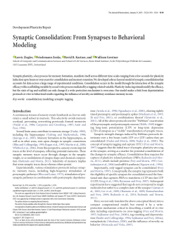 Synaptic Consolidation: From Synapses to Behavioral Modeling