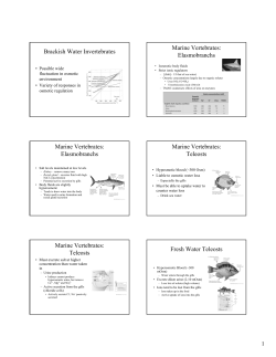 Brackish Water Invertebrates Marine Vertebrates: Elasmobranchs