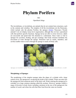 Phylum Porifera