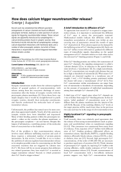 How does calcium trigger neurotransmitter release?