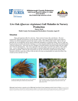 Live Oak (Quercus virginiana) Gall Maladies in Nursery Production