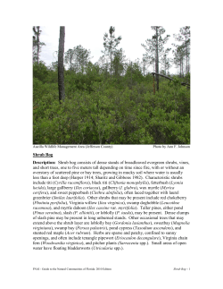 Shrub Bog - Florida Natural Areas Inventory