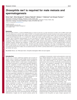 Drosophila rae1 is required for male meiosis and spermatogenesis