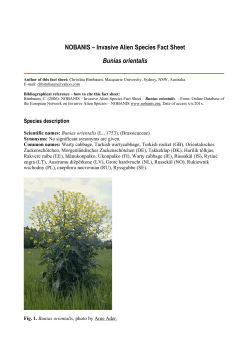 Bunias orientalis