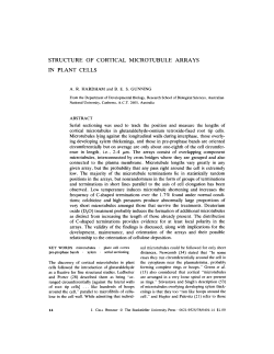 STRUCTURE OF CORTICAL MICROTUBULE ARRAYS IN PLANT