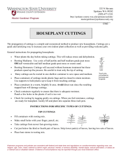 houseplant cuttings