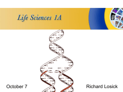 DNA Replication