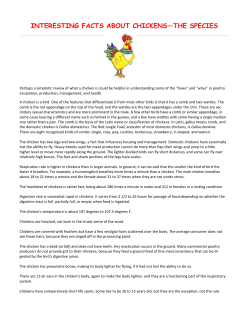 INTERESTING FACTS ABOUT CHICKENS&mdash;THE SPECIES
