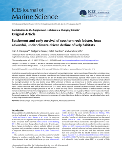 Settlement and early survival of southern rock lobster, Jasus