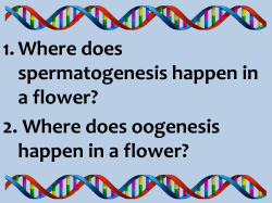 1. Where does spermatogenesis happen in a