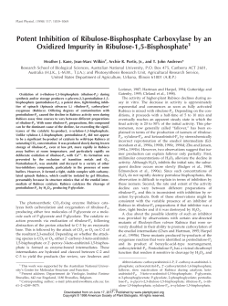 Potent Inhibition of Ribulose-Bisphosphate