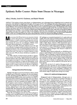 Epidemic Roller Coaster: Maize Stunt Disease in Nicaragua