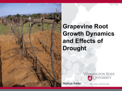 Grapevine Root Growth Dynamics and Effects of