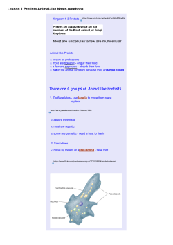 Lesson 1 Protista Animal-like Notes.notebook