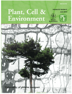 Universality of phloem transport in seed plants