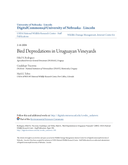 Bird Depredations in Uruguayan Vineyards