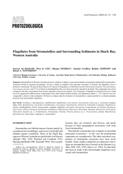 Flagellates from Stromatolites and Surrounding Sediments in Shark