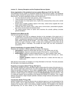 Lecture 13 &OElig; Sensory Receptors and the Peripheral Nervous System