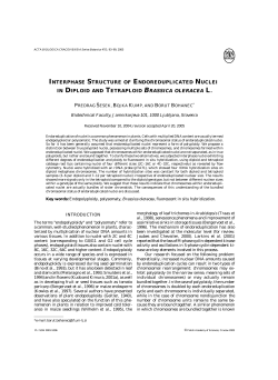 interphase structure of endoreduplicated nuclei in diploid and