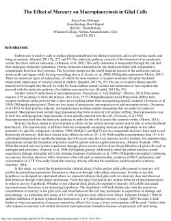 The Effect of Mercury on Macropinocytosis in Glial Cells