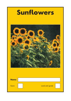 Sunflowers - International School of Madrid