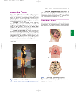 Anatomical Planes Directional Terms