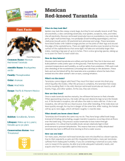 Mexican Red-kneed Tarantula