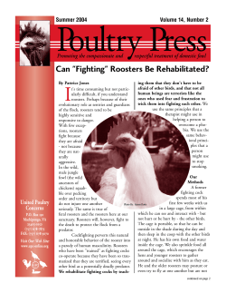 Can "Fighting" Roosters Be Rehabilitated?