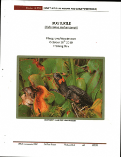 bog turtle - Woodstown-Pilesgrove Joint Environmental Commission