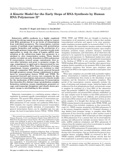 A Kinetic Model for the Early Steps of RNA Synthesis by Human