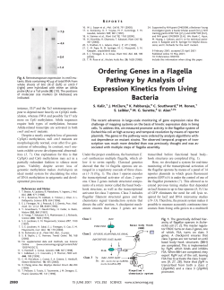 Ordering Genes in a Flagella Pathway by Analysis of Expression