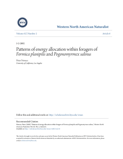 Patterns of energy allocation within foragers of Formica planipilis