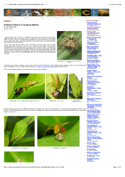 PredatoryNature of Jumping Spiders
