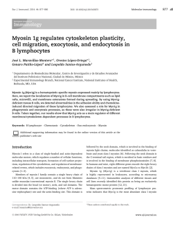 Myosin 1g regulates cytoskeleton plasticity, cell migration