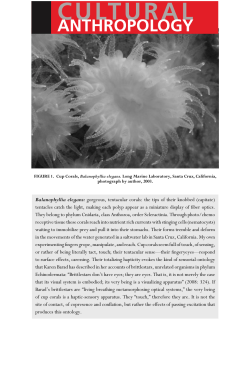 Balanophyllia elegans: gorgeous, tentacular corals: the tips of their
