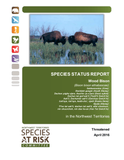 Status Report and Assessment of Wood Bison in the NWT (2016)