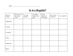 Is it a Reptile?