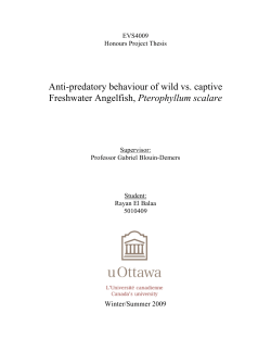 as a PDF